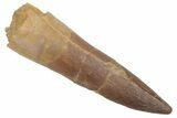 Fossil Plesiosaur (Zarafasaura) Tooth - Morocco #215825-1